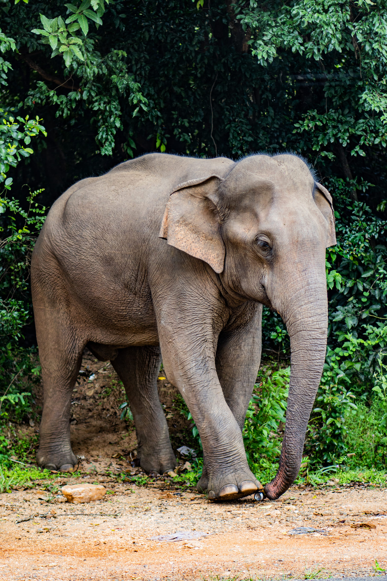sri lanka (3)