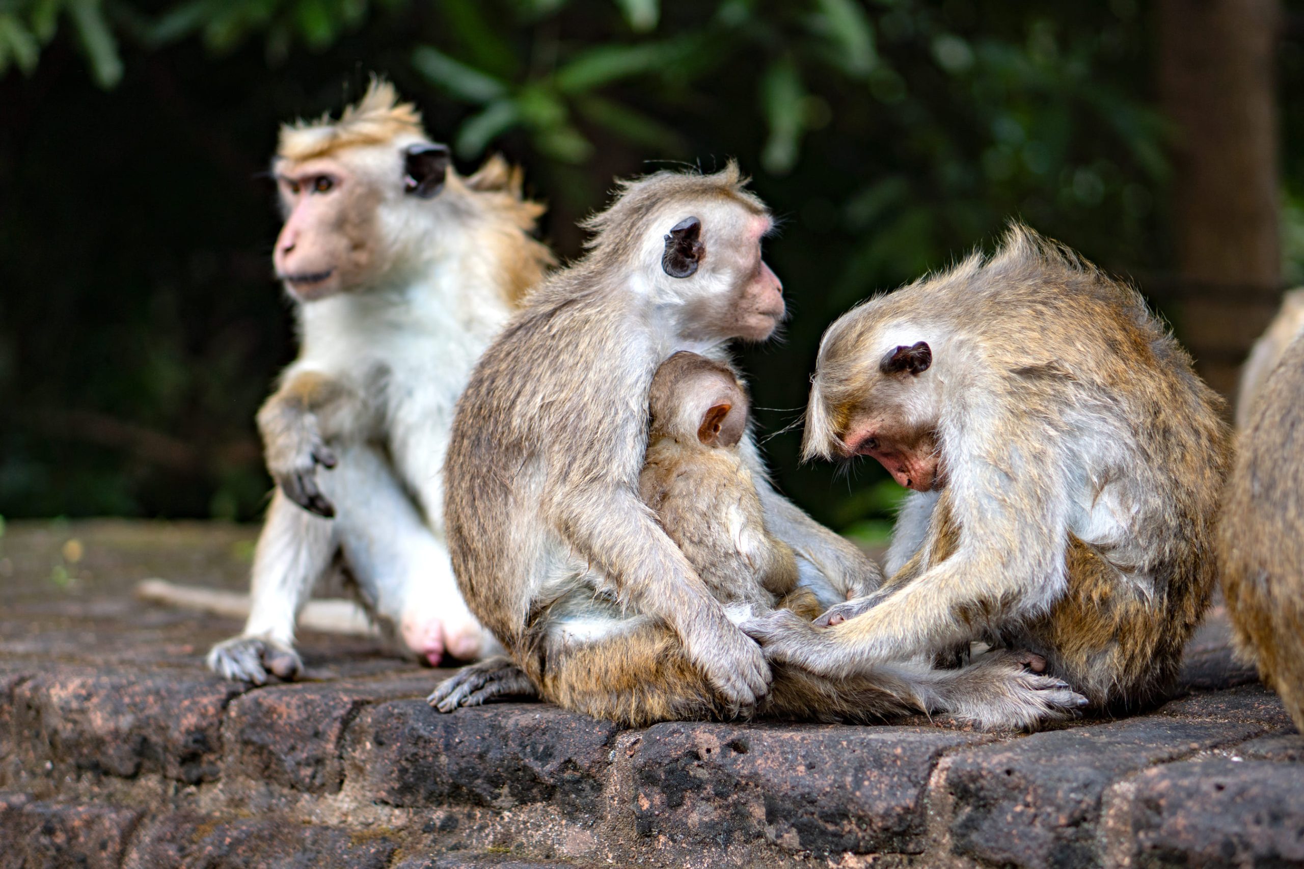 sri lanka (4)
